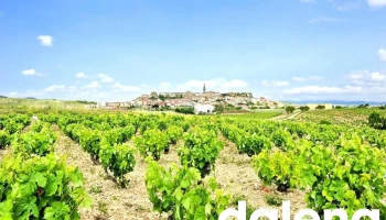 Bodegas Betolaza - 12
