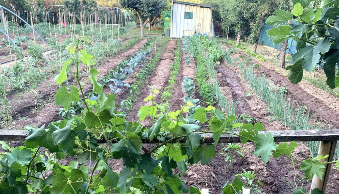 Alimentacion Fruteria Roma Del Propietario - Burgos