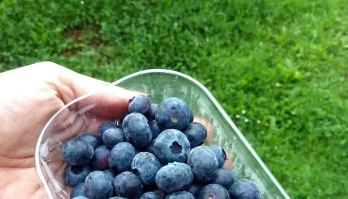 Arandanos Y Manzanas De Muno Videos - Asturias