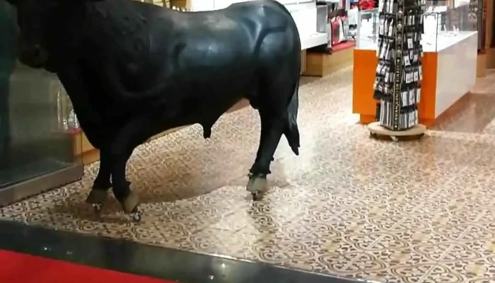 El Market Espana Videos - Madrid