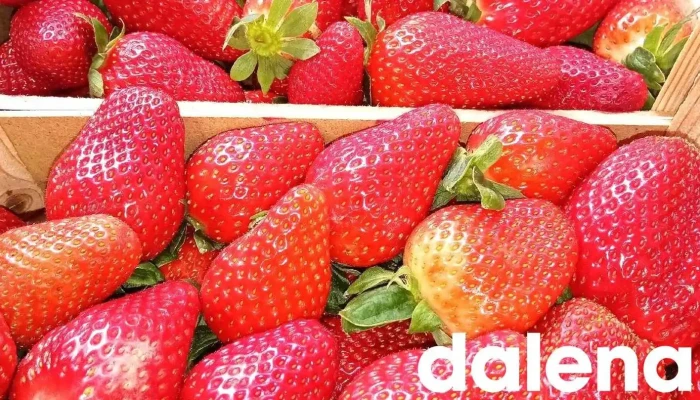Fruteria Coral Del Propietario - Palencia
