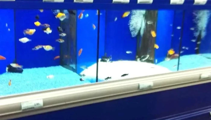 Kiwoko Mundo Animal Acuario - San Sebastián de los Reyes