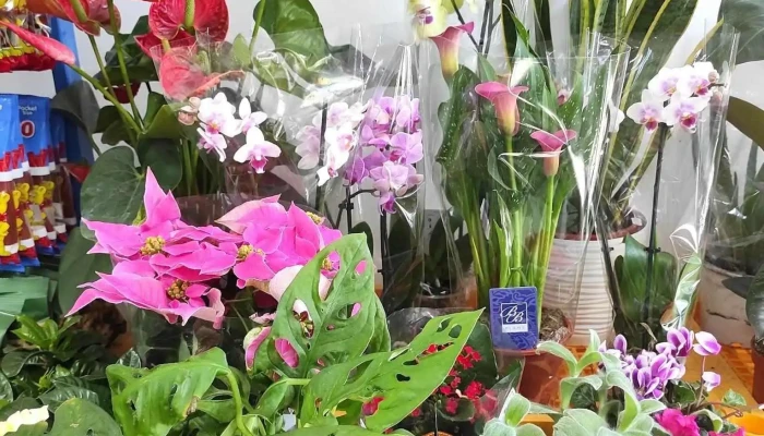 Productos Latinos Y Asiaticos Yamei -  Del Propietario - Alcalá de Henares